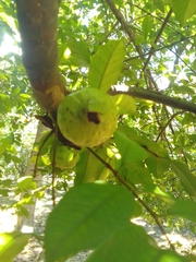 Psidium