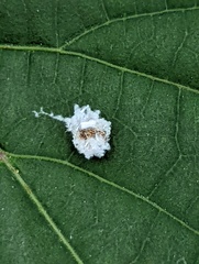 Flatormenis proxima