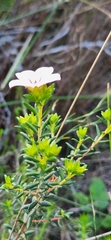 Adenandra