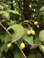 Viburnum prunifolium