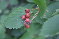 Crataegus chrysocarpa