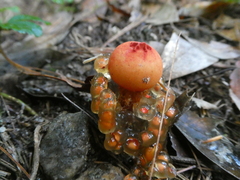 Calostoma cinnabarinum