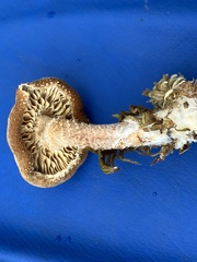 Cystoderma