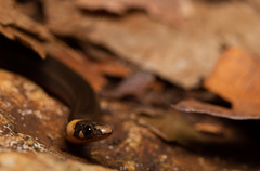 Tantilla cuniculator