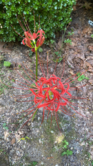 Lycoris radiata