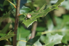 Schistocerca lineata