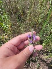 Verbena stricta