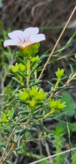Adenandra