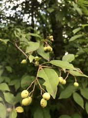 Viburnum prunifolium