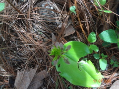 Liparis greenwoodiana