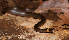 Tantilla cuniculator