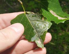 Phyllocnistis populiella