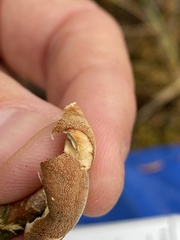 Cystoderma
