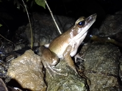 Indosylvirana