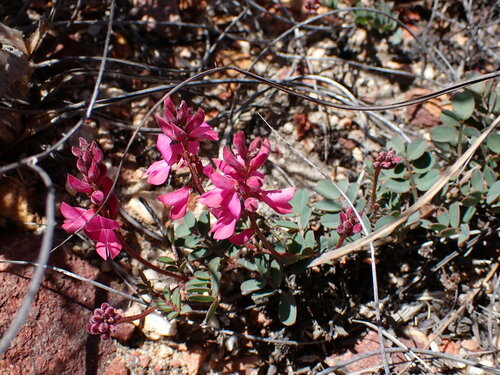 Image of Indigofera karooica by (c) Ren Hoekstra, some rights reserved (CC BY)