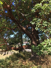 Arbutus menziesii