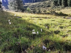 Eriophorum
