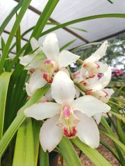 Cymbidium