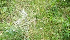 Valeriana officinalis