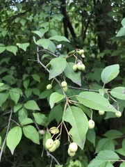 Viburnum prunifolium
