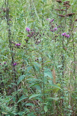 Vernonia noveboracensis