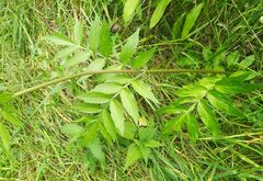 Valeriana officinalis