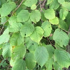Corylus