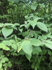 Viburnum prunifolium
