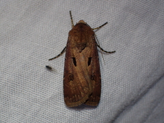 Agrotis exclamationis