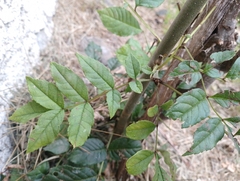 Fraxinus excelsior