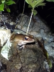 Indosylvirana