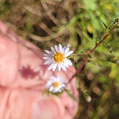 Symphyotrichum dumosum
