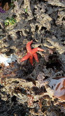 Henricia