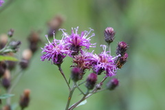 Vernonia noveboracensis