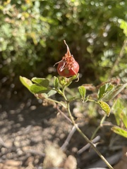 Rosa californica