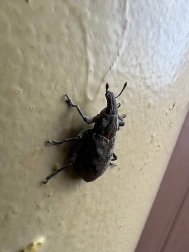 Large Thistle Weevil photo 2