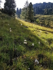 Eriophorum