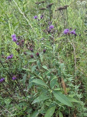 Vernonia noveboracensis
