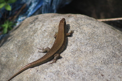 Eutropis multifasciata