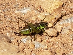 Roeseliana roeselii