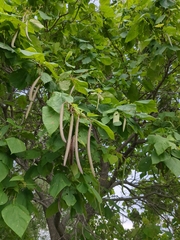 Catalpa speciosa
