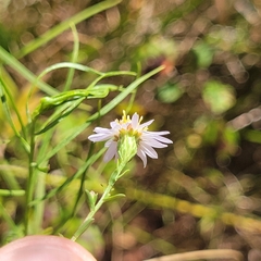 Symphyotrichum dumosum