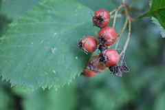 Crataegus chrysocarpa