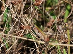 Chorthippus dorsatus