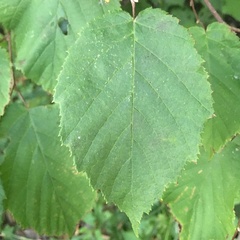 Corylus
