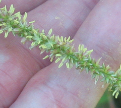 Amaranthus tuberculatus