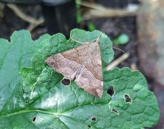 Hypena proboscidalis