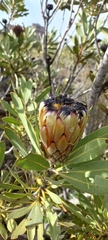 Protea laurifolia