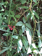 Pseudocayratia pengiana