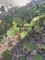 Rubus armeniacus